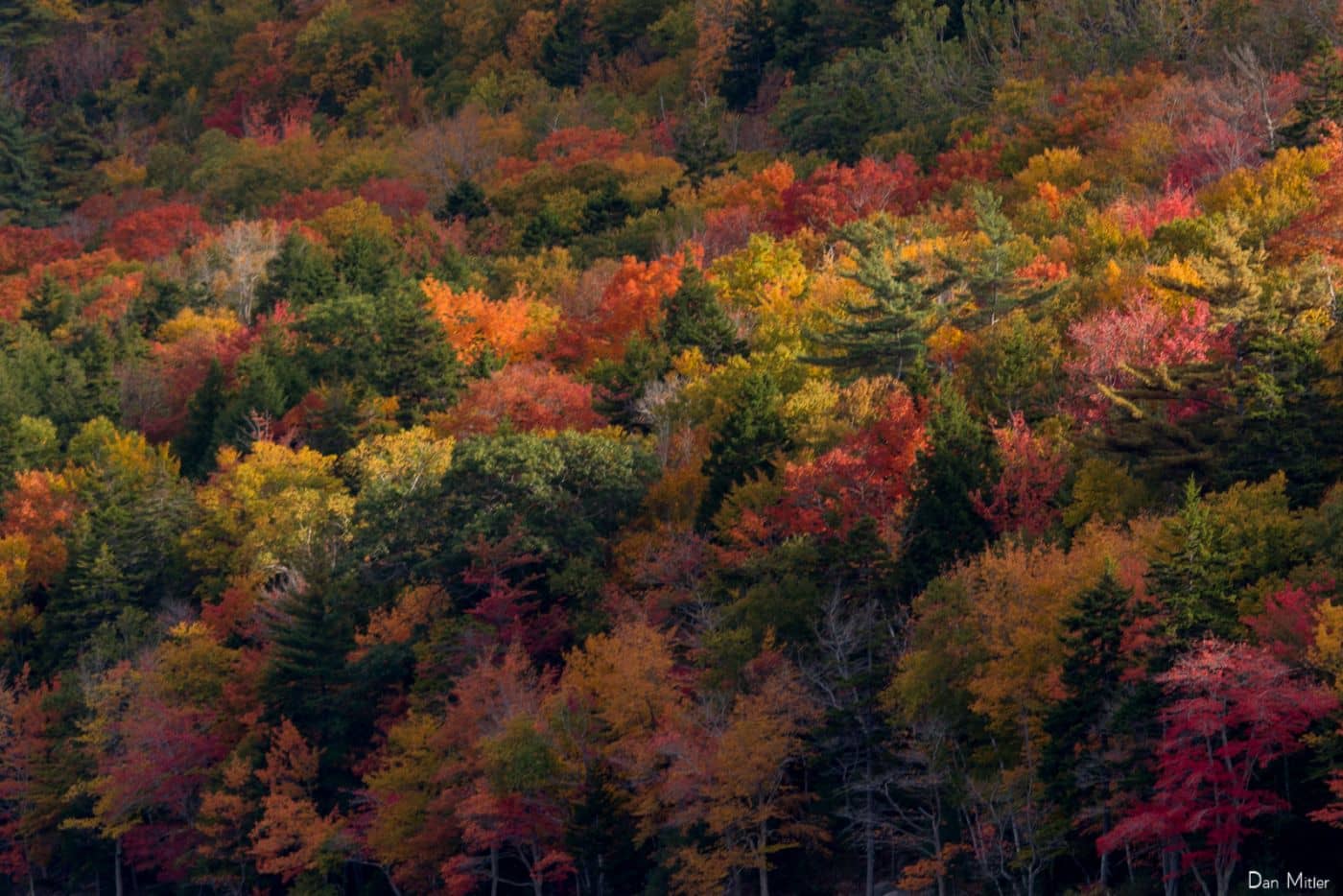 Gorham
