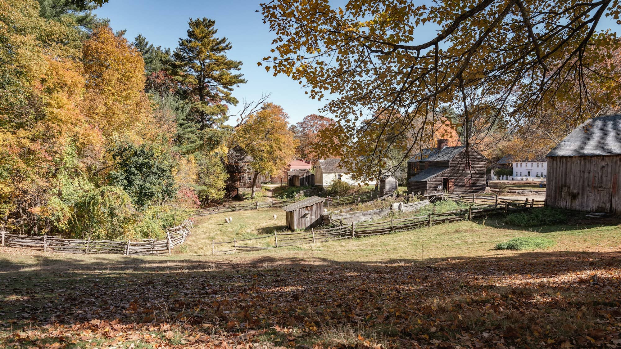 a field with trees and houses