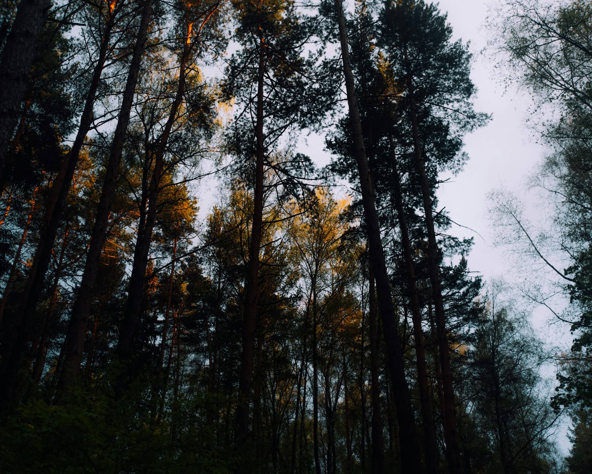 Tall trees reaching towards a cloudy sky