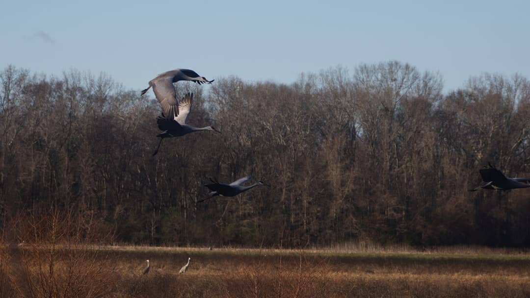 Cranes flying over a marsh with trees behind