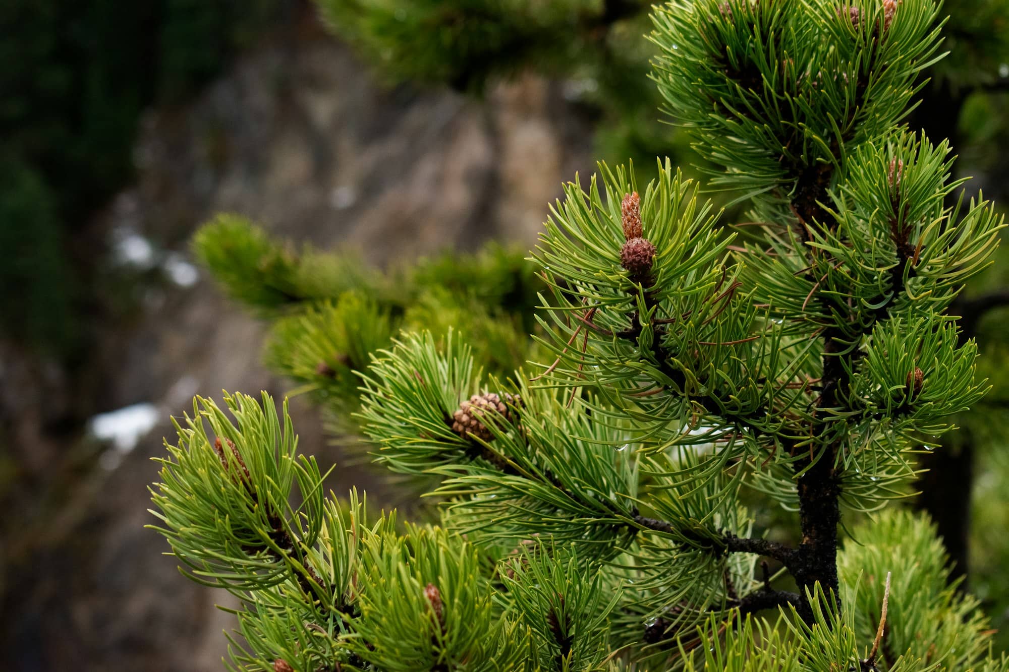 Green pine tree branches with needles and small cones.