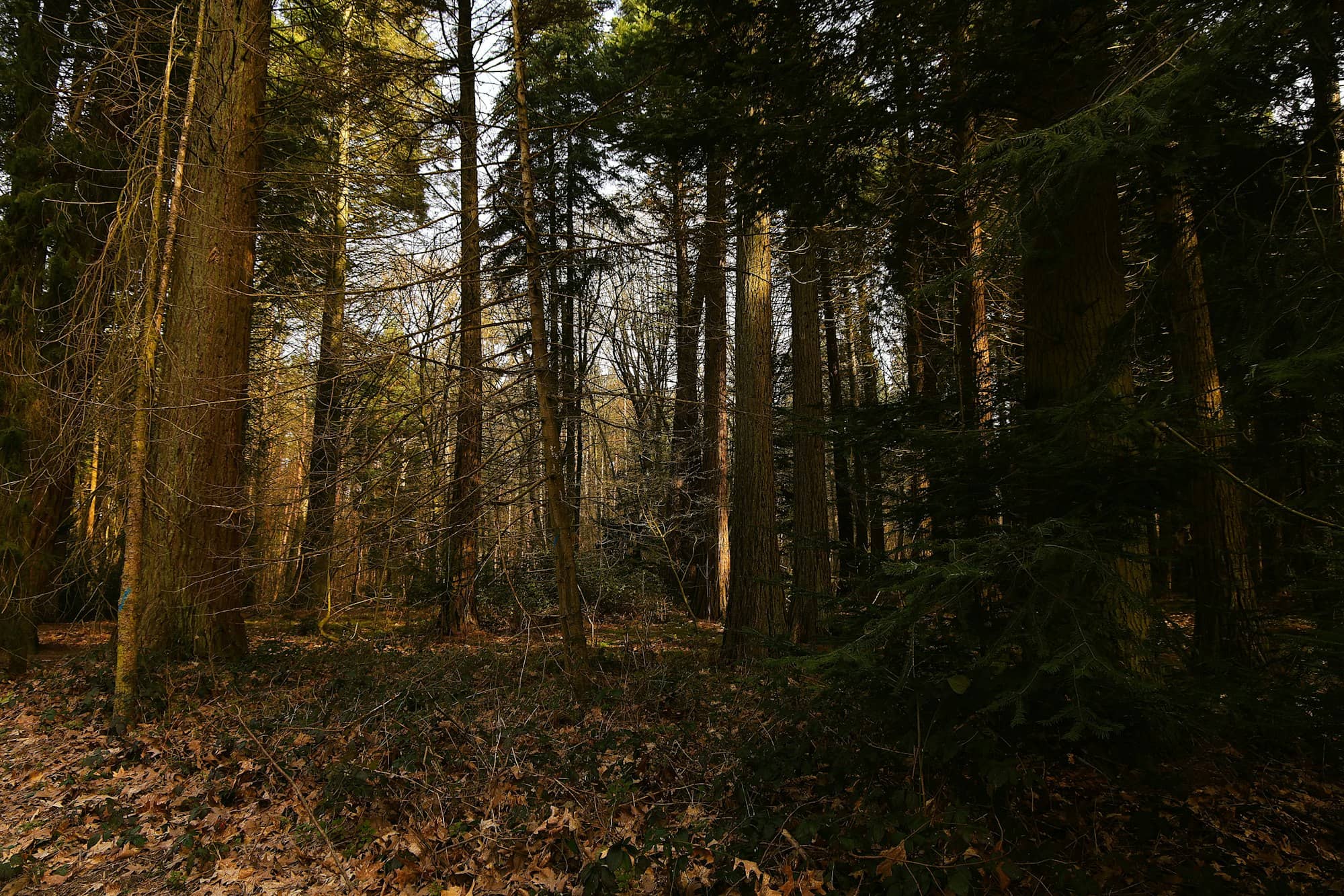 Tall trees in a dense, sunlit forest floor