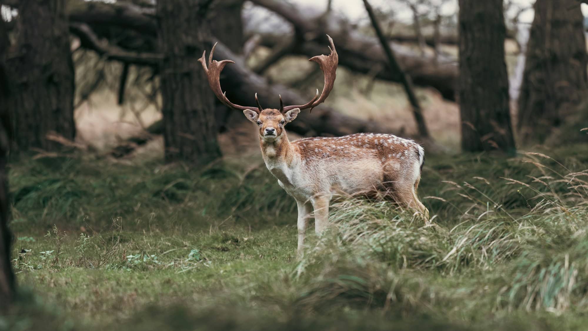 A deer standing in the middle of a forest