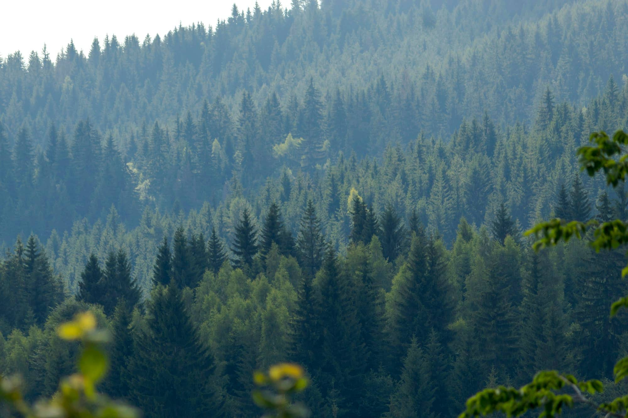 Dense evergreen forest on a misty mountainside.