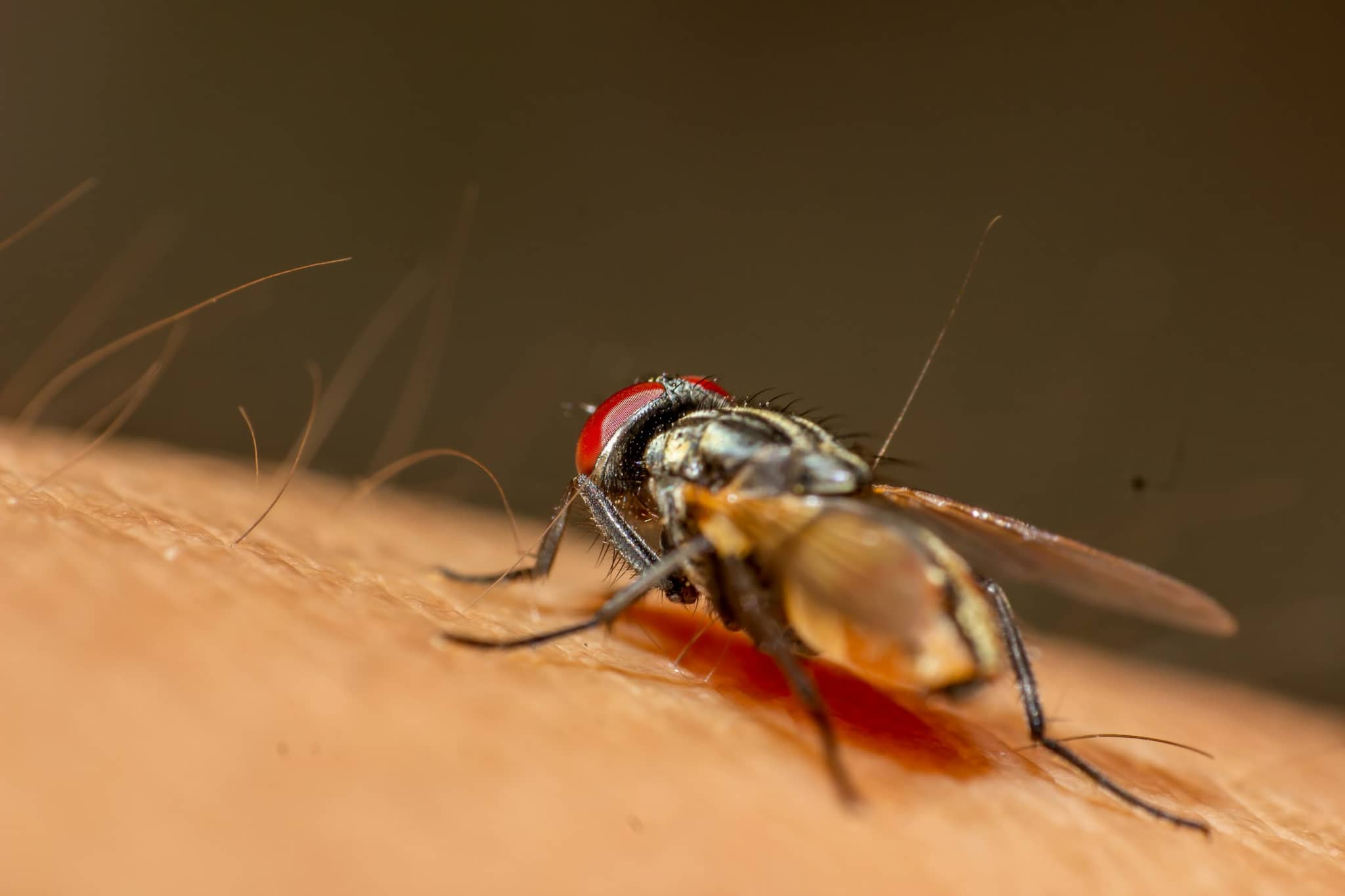 A black fly at rest on a brown surface, seen close up