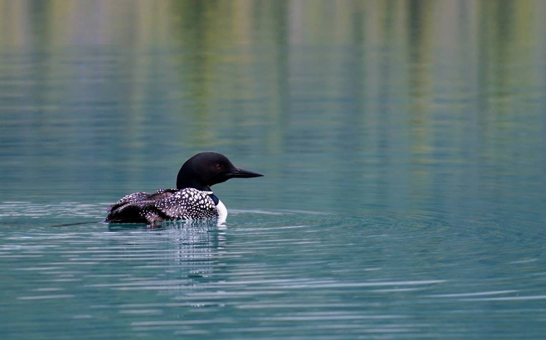 black and white mallard duck on body of water