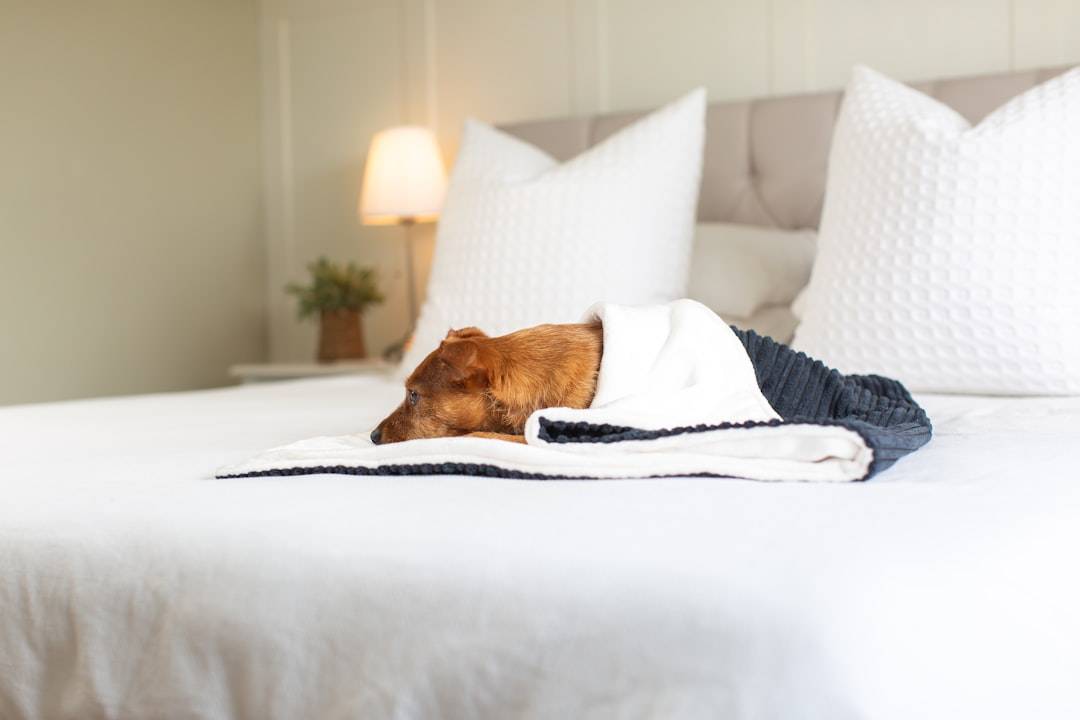 The Best Pet-Friendly Hotels in Maine
