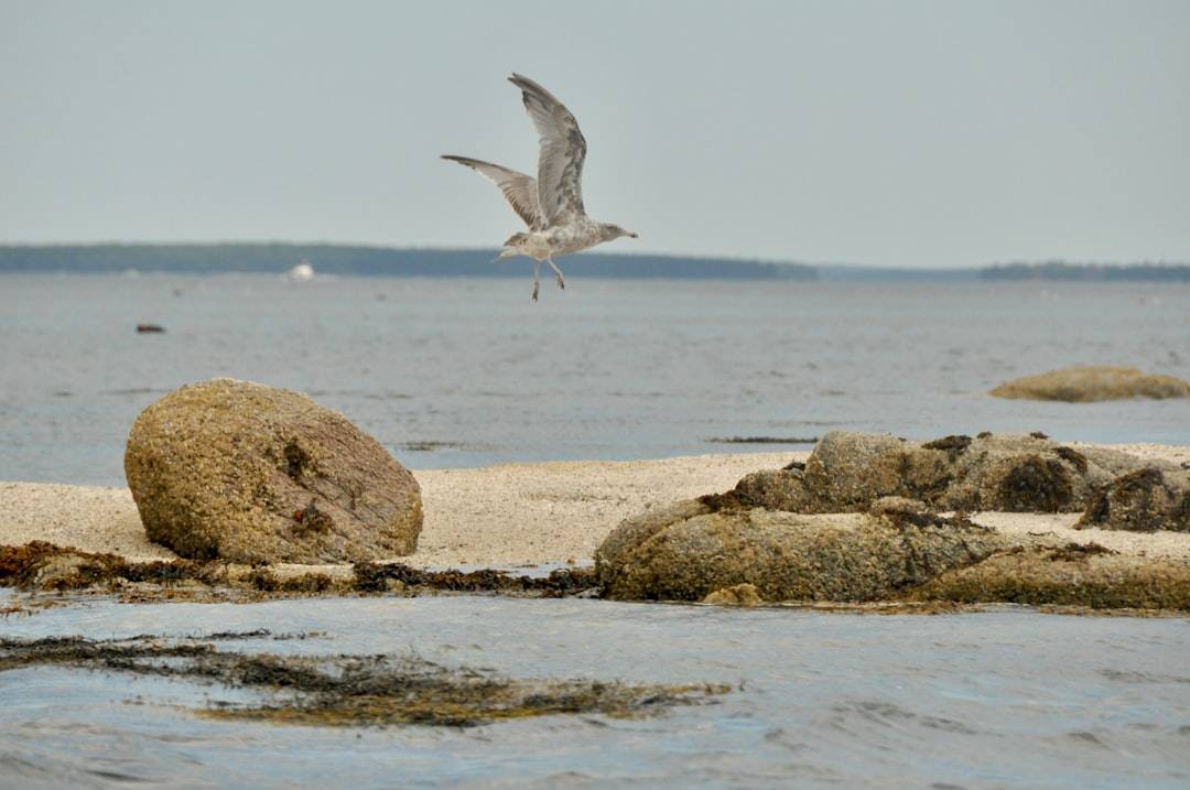 Best Bird-Watching Preserves in Maine