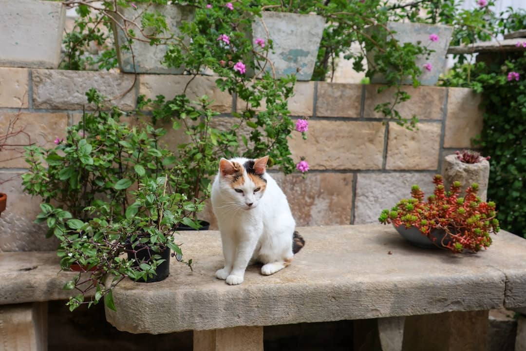 a white and orange cat sitting on a stone bench