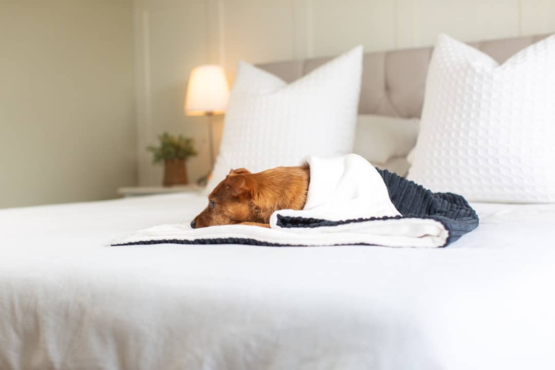 The Best Pet-Friendly Hotels in Maine
