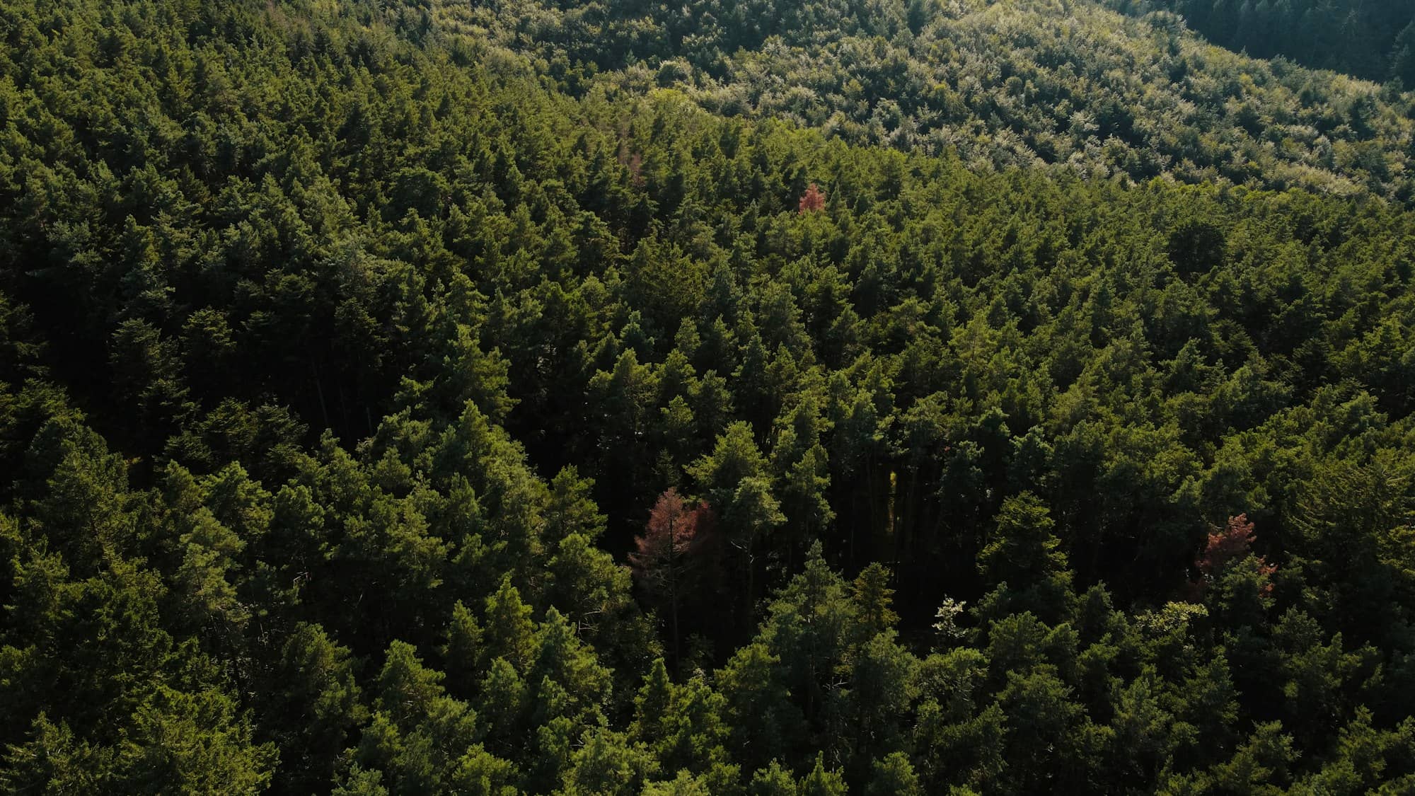 An aerial view of a lush green forest