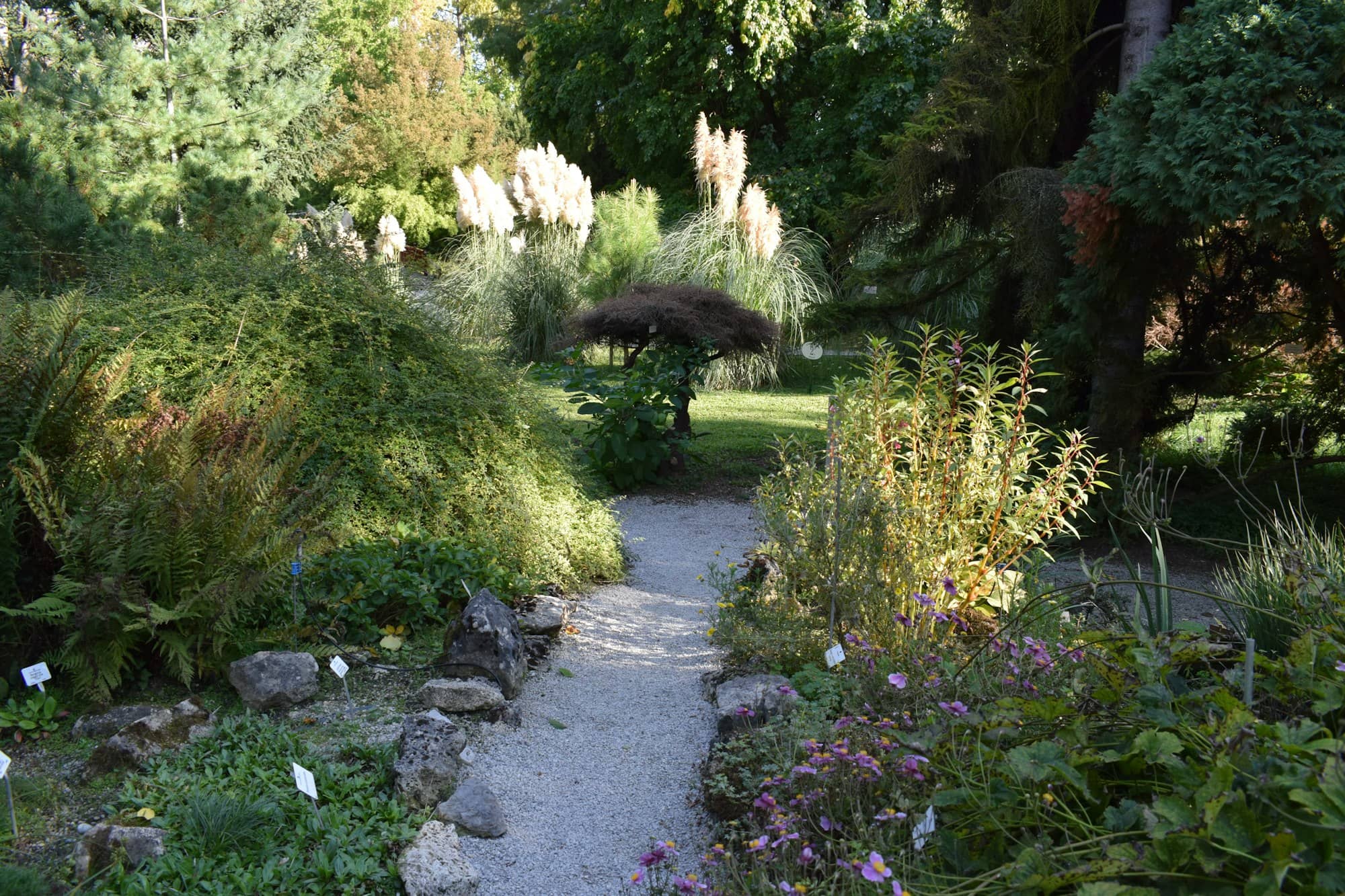 A path through a garden with lots of flowers