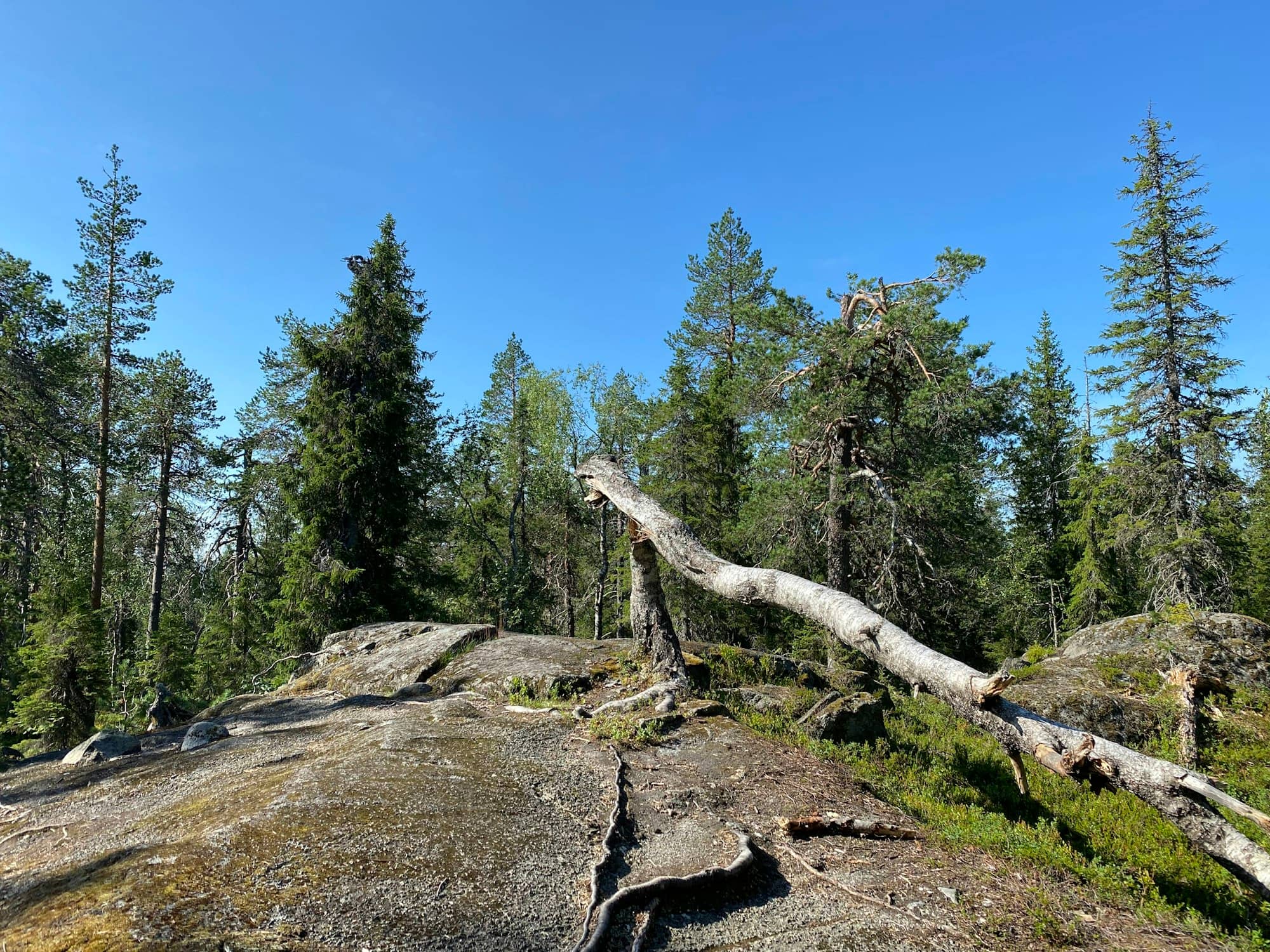 a tree stump on a hill