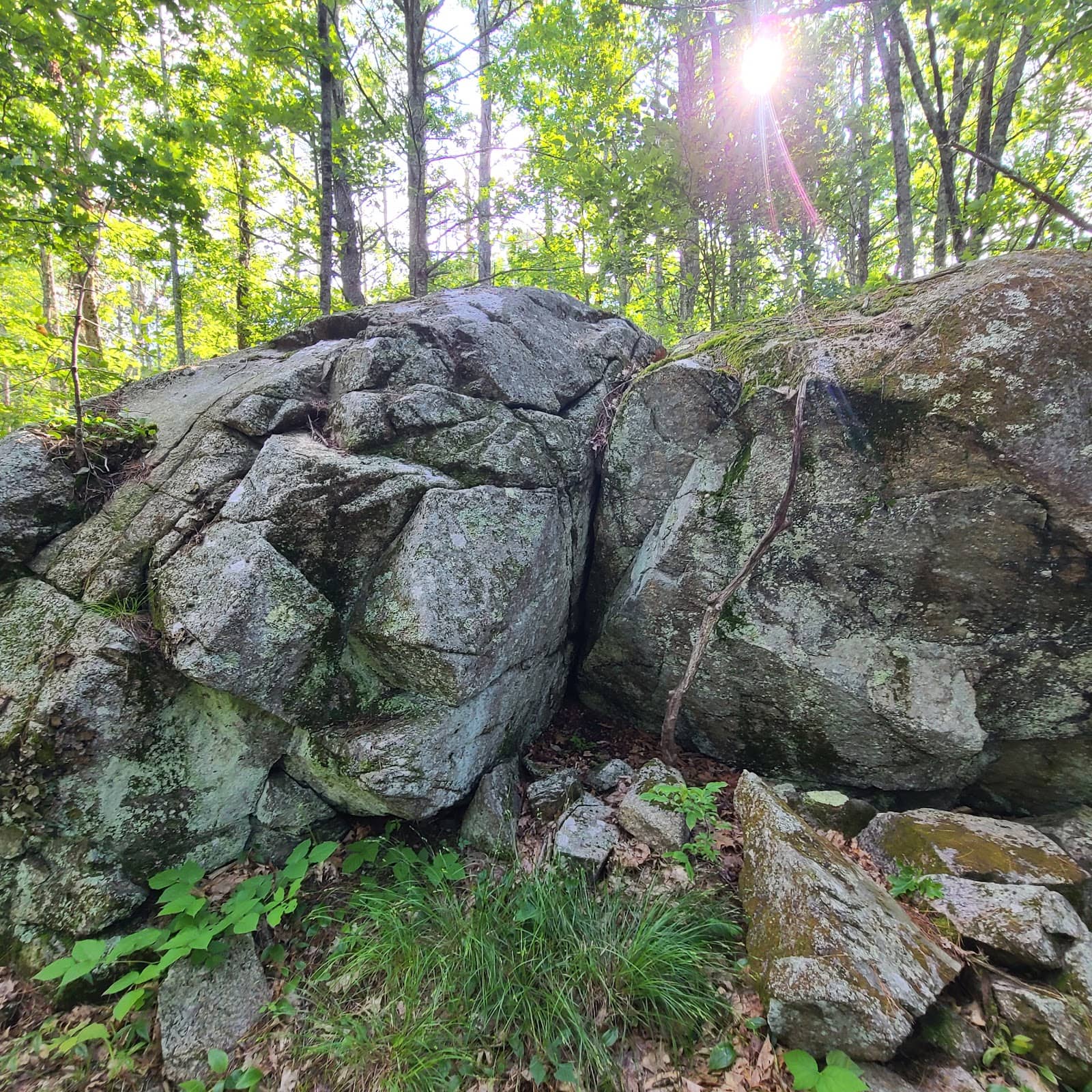 Old Boston Preserve GWRLT