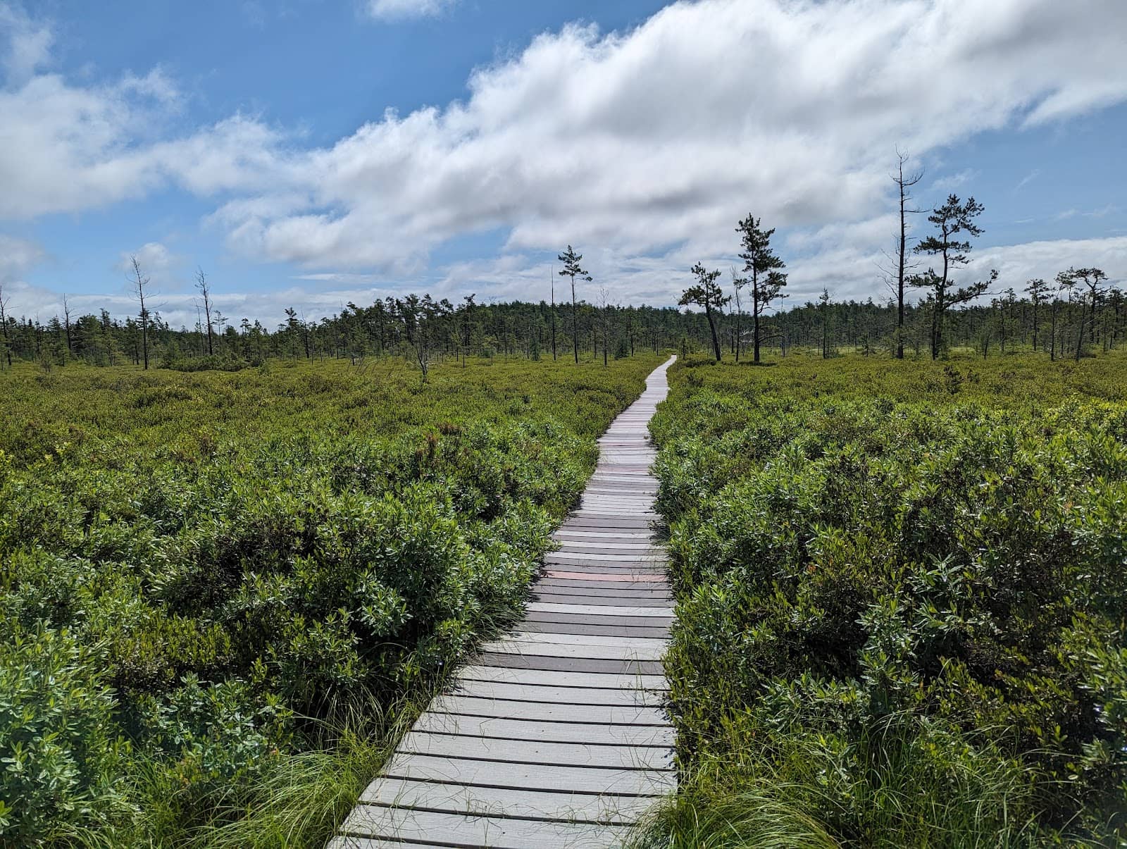 Saco Heath Preserve
