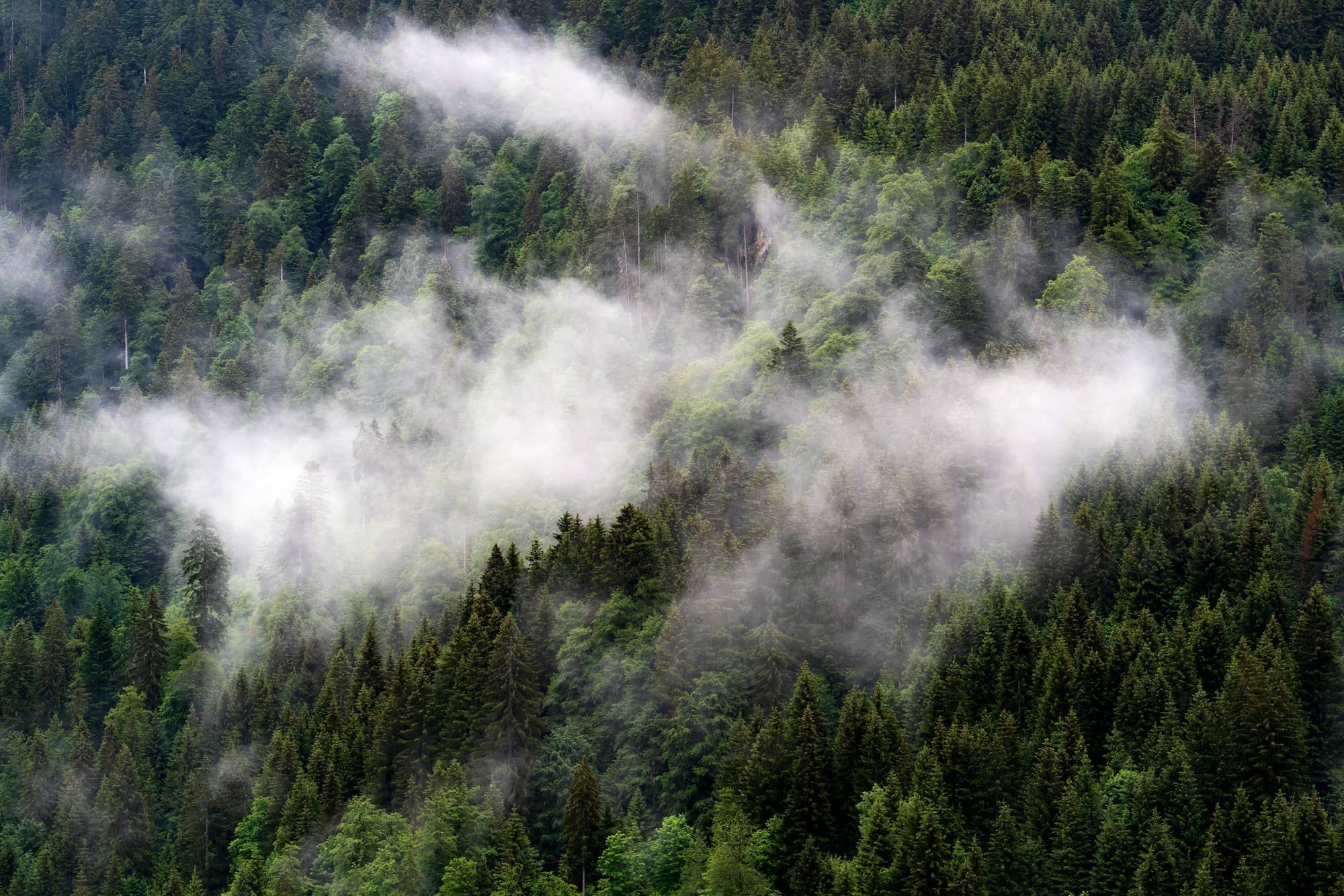 Mist rising through a dense green forest.