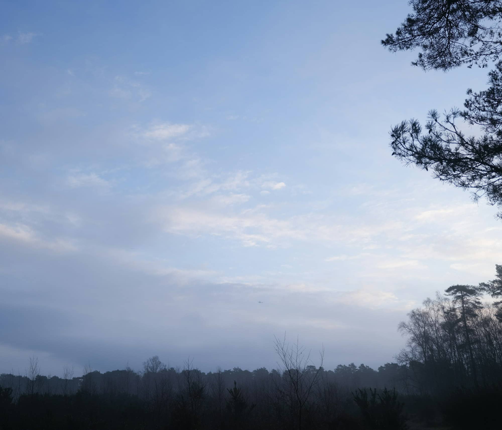Misty forest landscape under a pale blue sky