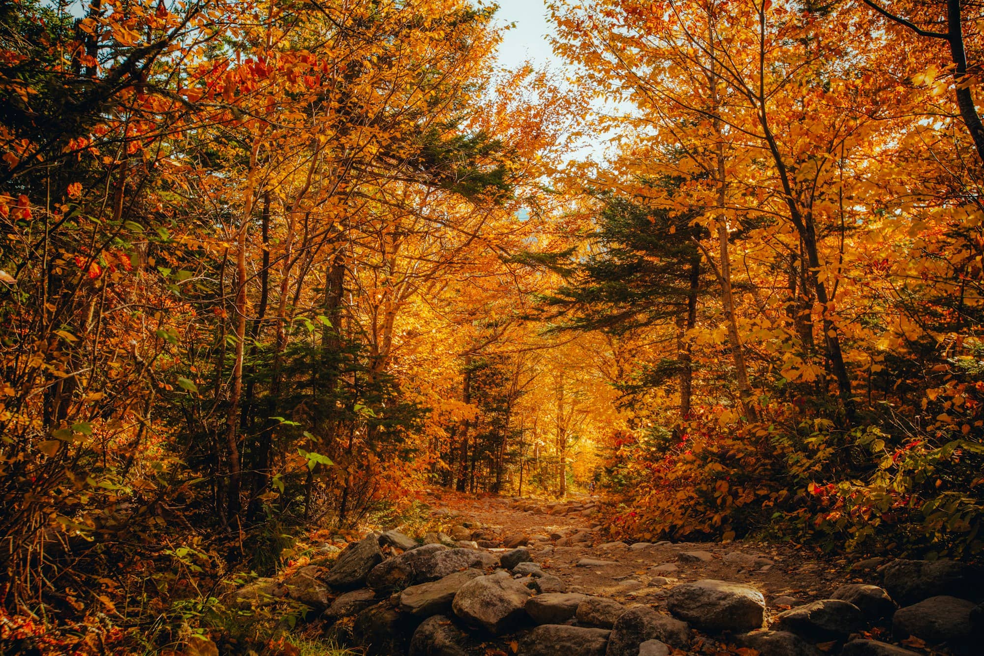 brown trees on rocky ground during daytime