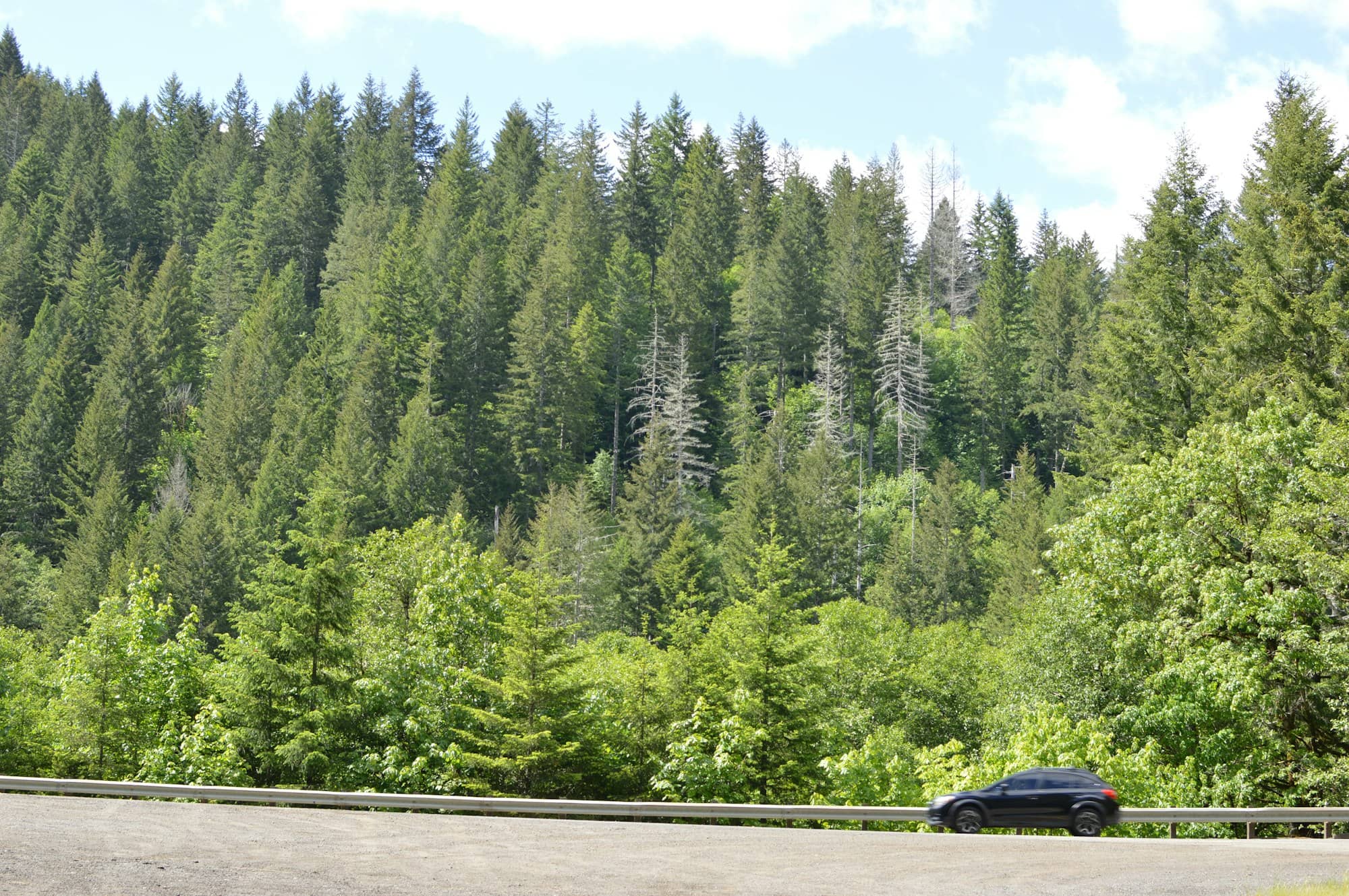 Lush green forest with a road and a dark car.