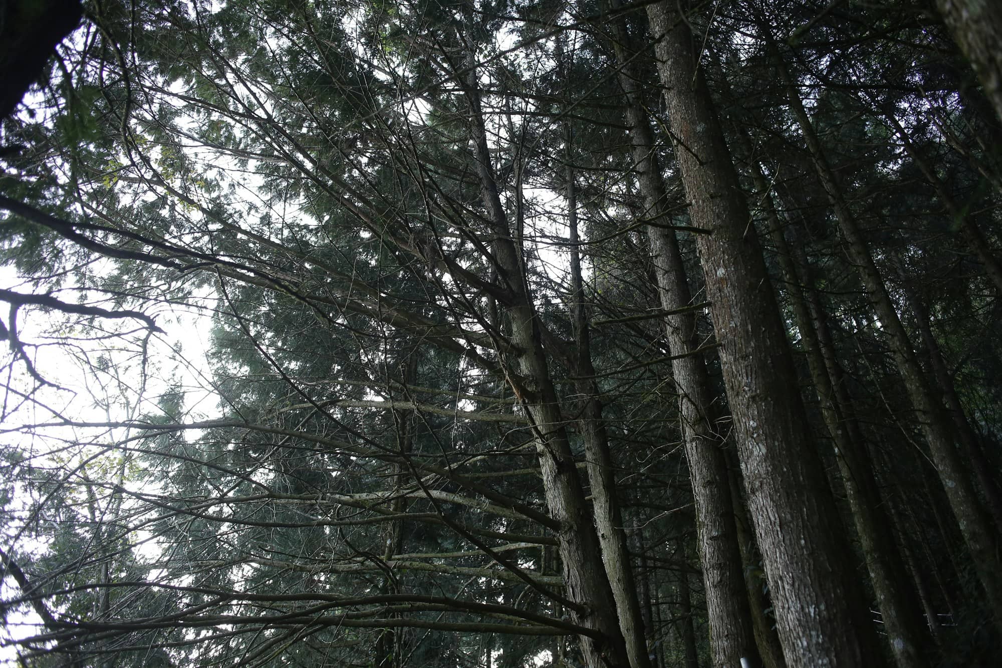 Tall trees in a dense forest looking upwards