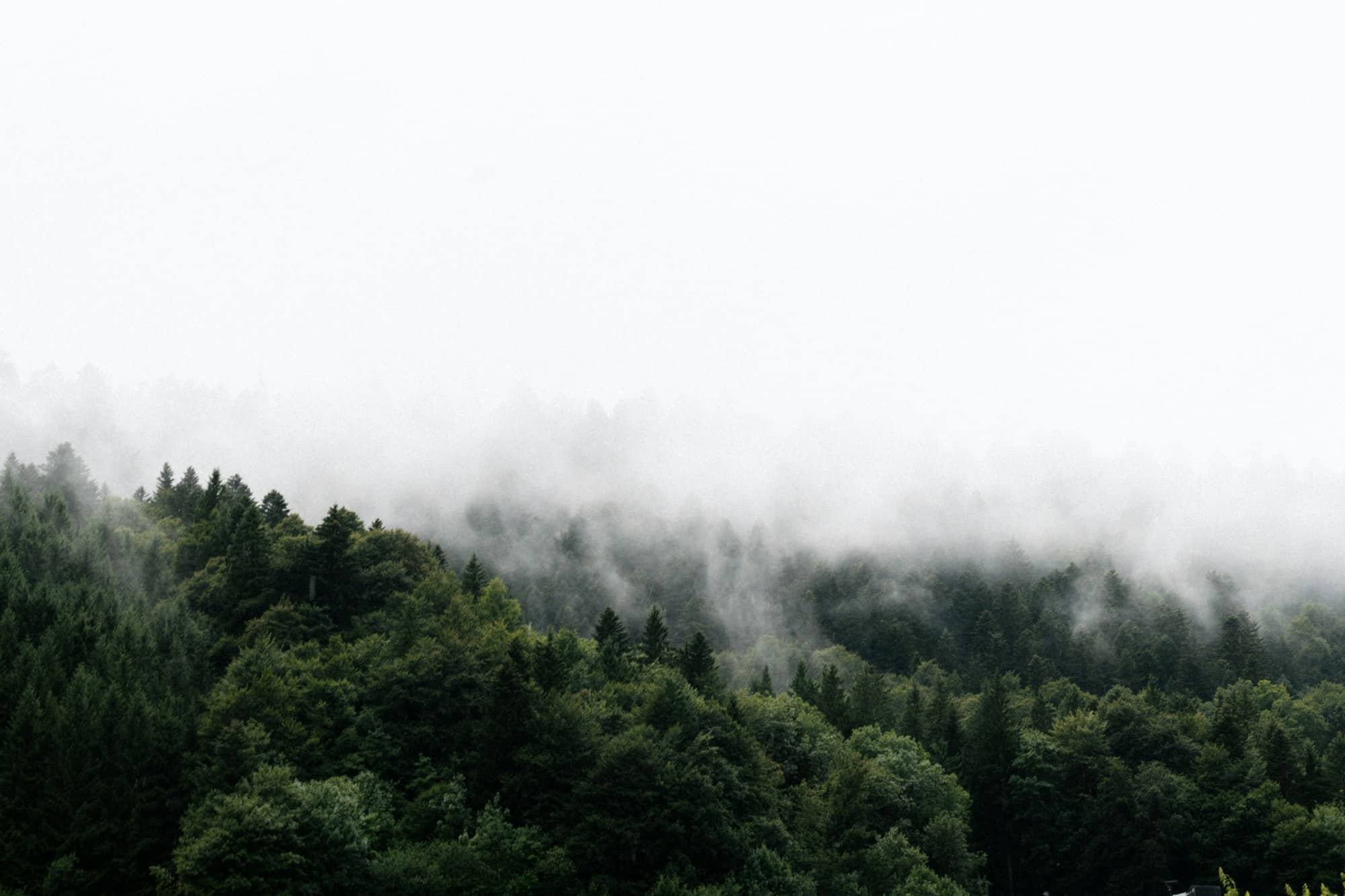 Misty evergreen forest on a cloudy day