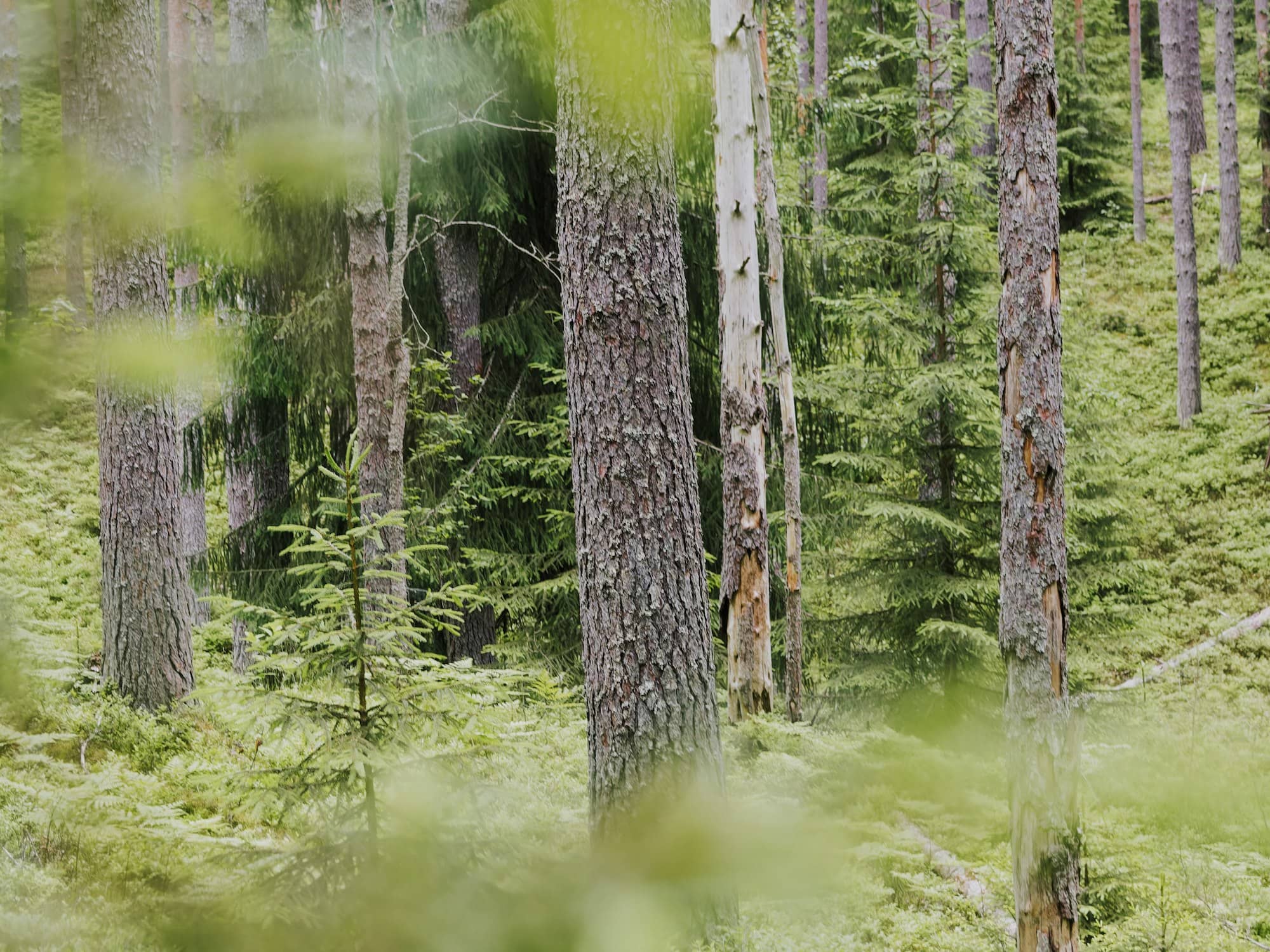 Dense forest with tall trees and green undergrowth.