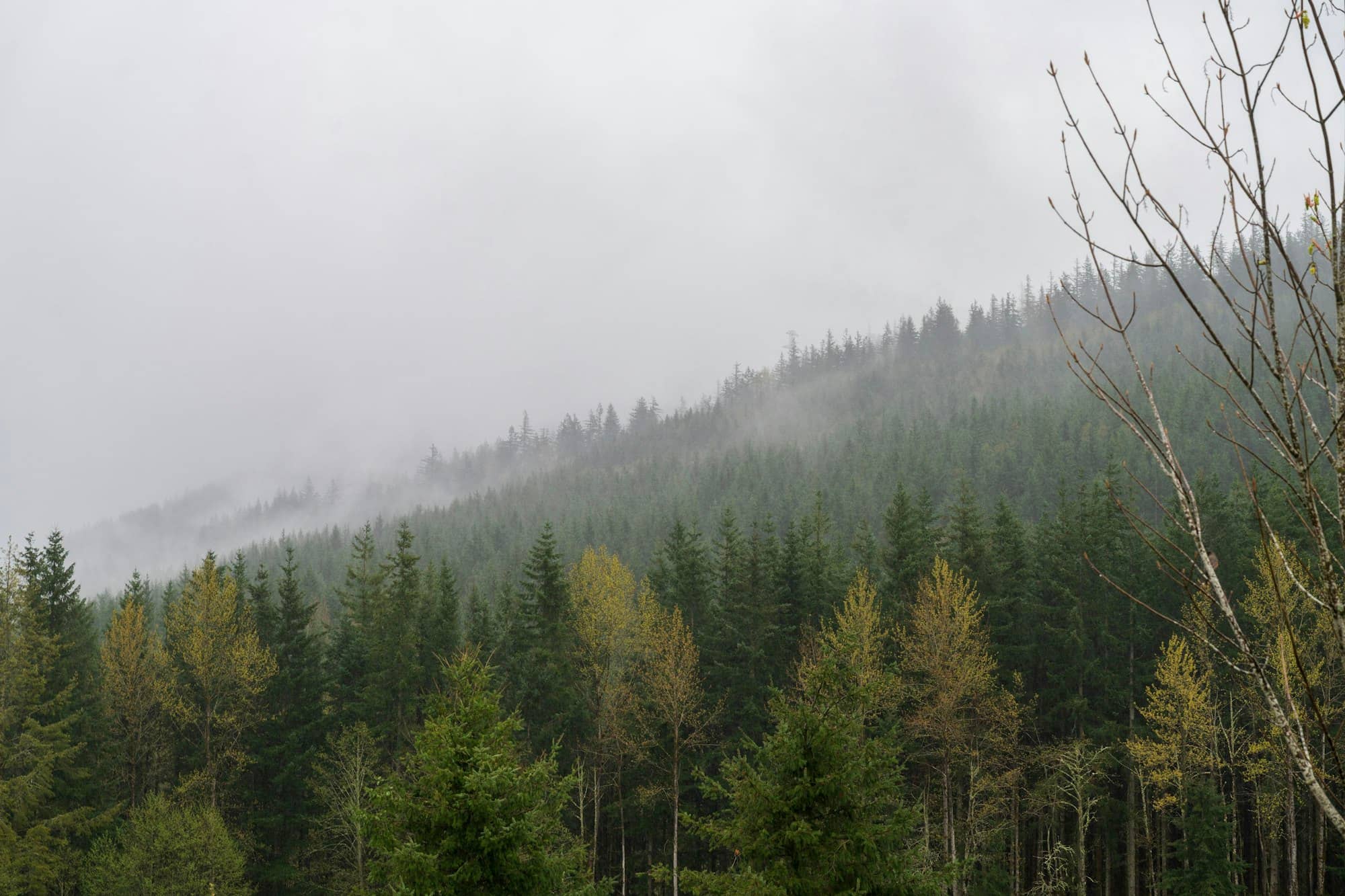 Misty evergreen forest on a cloudy day