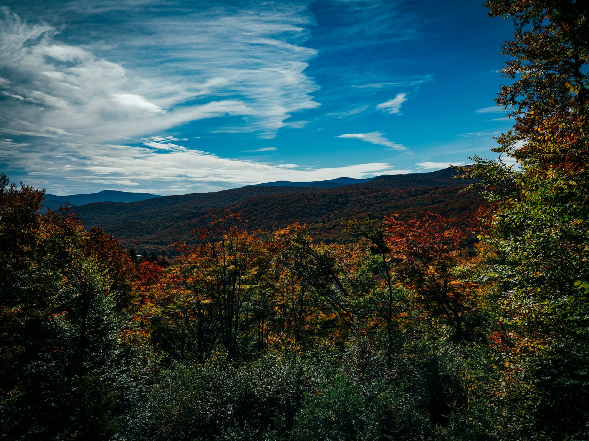a view of a forest