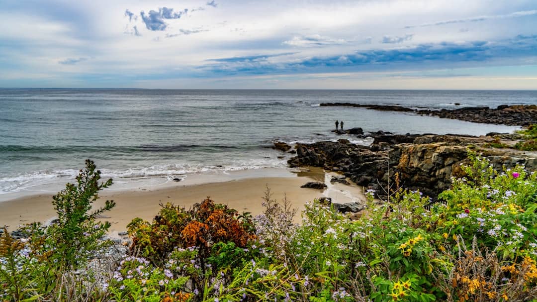 a beach with flowers and rocks