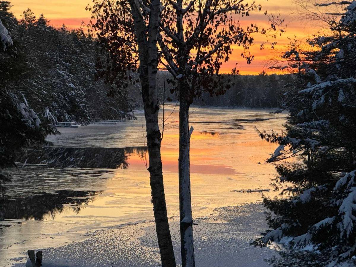 two trees in the middle of a river at sunset at MoonLight Treehouse At Belgrade Hospitality in Belgrade